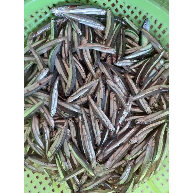Nước Mắm Nhỉ Cá Cơm Đặc Sản Bình Định 50000Đ/Lít