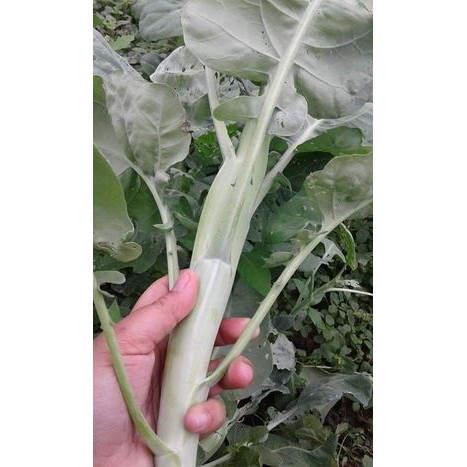 10Gr - Hạt Giống Cải Ngồng Làn Thái Lan 2000H