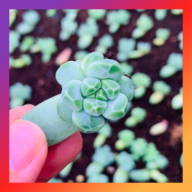 MẦM LÁ SEN ĐÁ KIM CƯƠNG SIÊU KHOẺ ĐẸP LỖI 1 ĐỔI 1