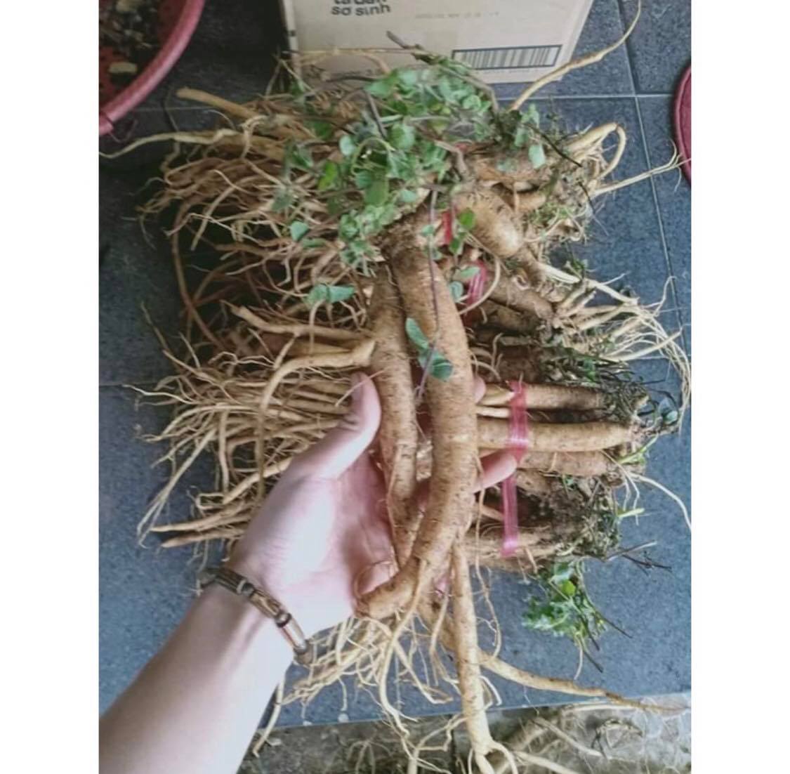 Sâm Ngọc Linh ( Quốc bảo của việt nam )