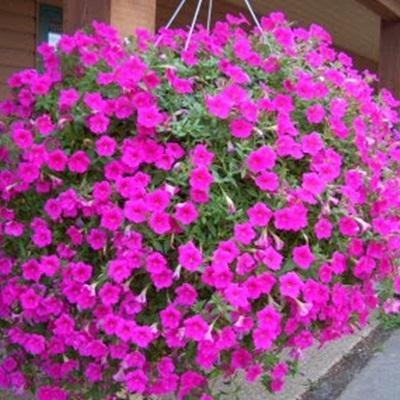 Hạt giống hoa dạ yến thảo rủ gói 50 hạt