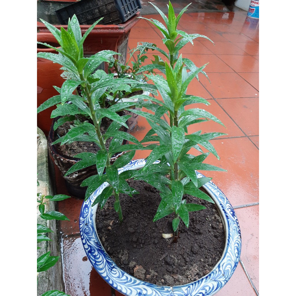 Combo 50 Củ Ly Cao Thơm (Củ Ly Giống)
