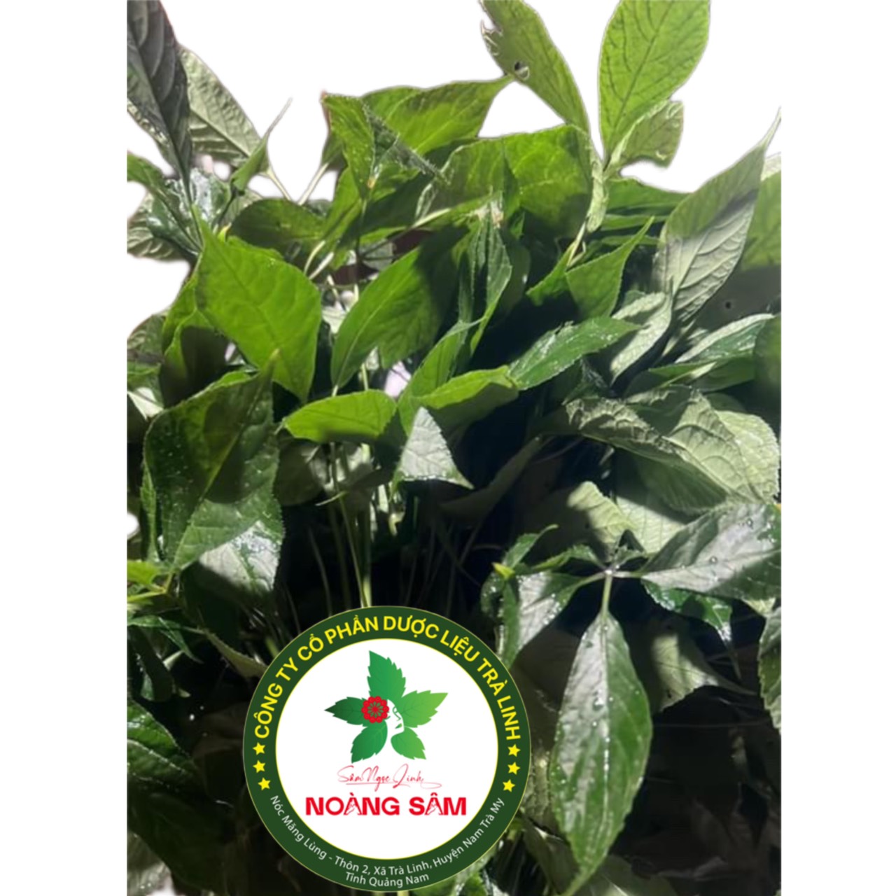Sâm Ngọc Linh ngâm mật ong Rừng_COMBO