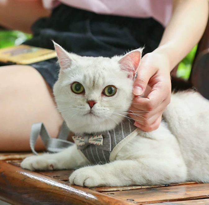 DÂY DẮT CHÓ, MÈO
