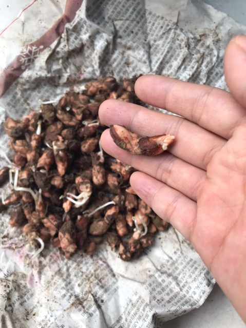 Củ hoa bướm đêm (củ sẵn mầm như hình7&8)