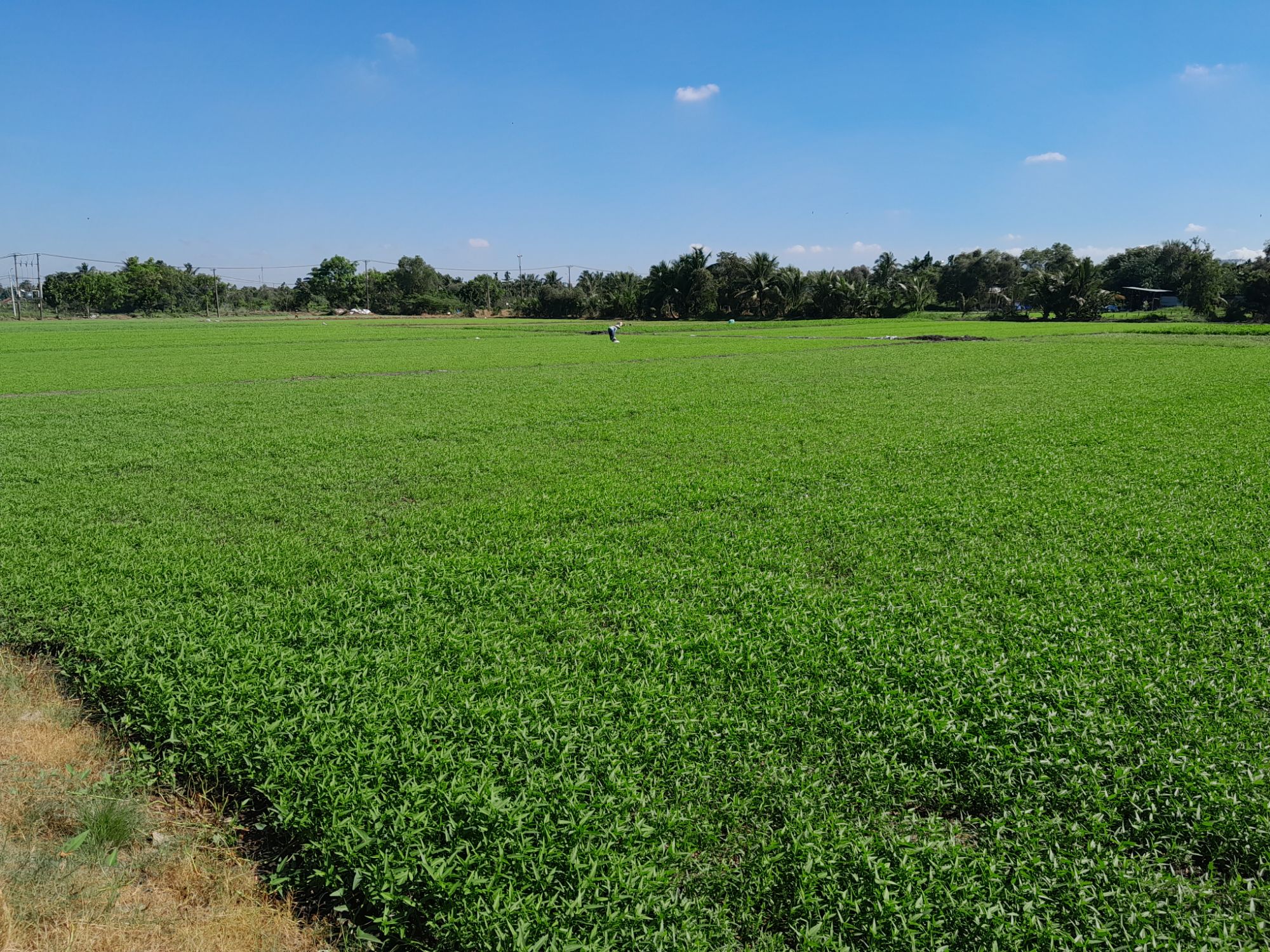 Humic USA/Humic trichoderma/Trichoderma Humic/Humic/Humic K/Humic Mỹ (gói 1kg)