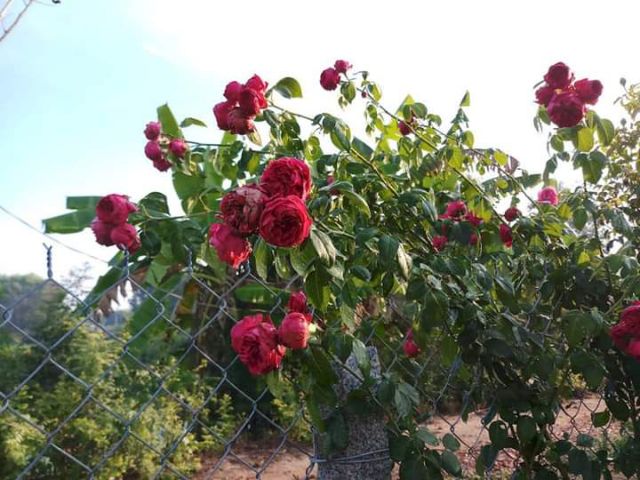 [ Xả - Cắt Lỗ ] Hoa Hồng Leo Red Eden