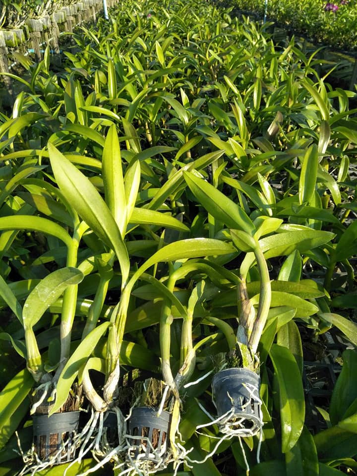 Combo 5 cây lan Dendro đang ra ngồng, hoa đẹp, cây dễ trồng
