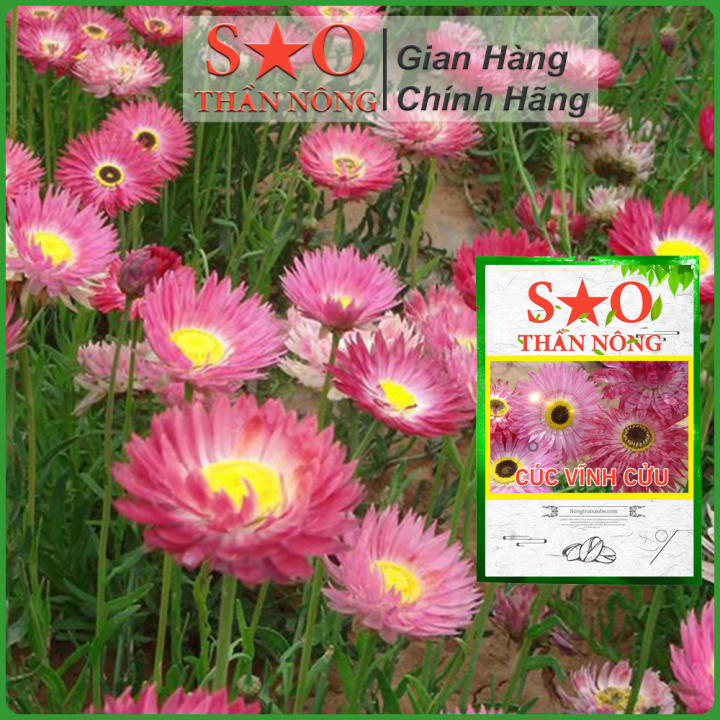 Farm Zone 71 Hạt giống cúc vĩnh cửu Sao Thần Nông màu hồng nhẹ -gói 50 hạt