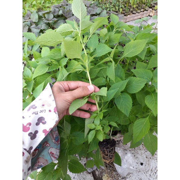 Combo 10 cây giống rau gia vị kinh giới