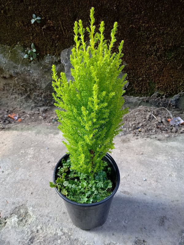 Cây tùng thơm 40 đến 60cm