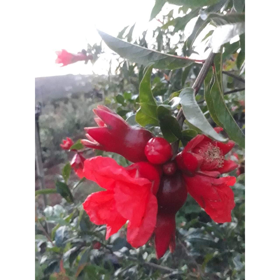 Cây Giống Lựu Đỏ Ấn Độ Giống Lùn ( có thể trồng chậu được) ( sản phẩm có bảo hành toàn quốc)