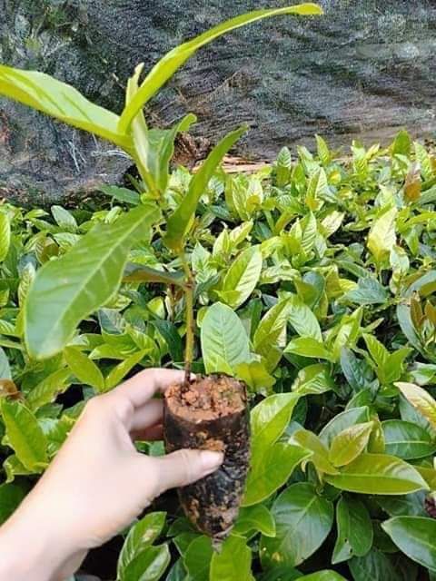 Cây giống hải đường