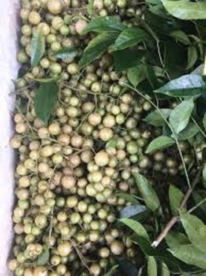 Dùng cho gia vị bữa ăn, 5 cây giống mắc mật siêu rẻ