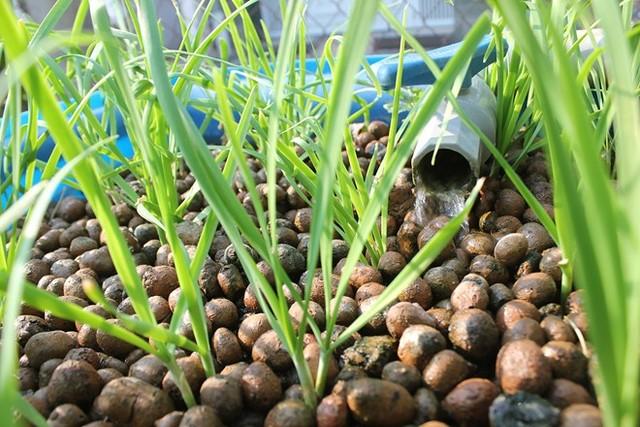 1Kg Sỏi nhẹ (Đất nung) loại nhỏ chuyên trồng lan, rau mầm, xương rồng, cây cảnh