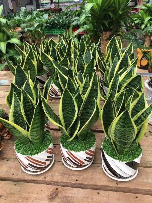 Cây lưỡi hổ siêu đẹp