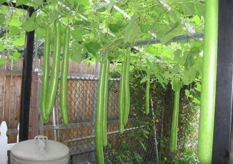 Hạt giống bầu sao trái dài 10 hạt/gói