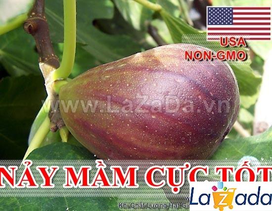 10h Hạt Giống Sung Mỹ USA (B3.304| A2*X34*M242)