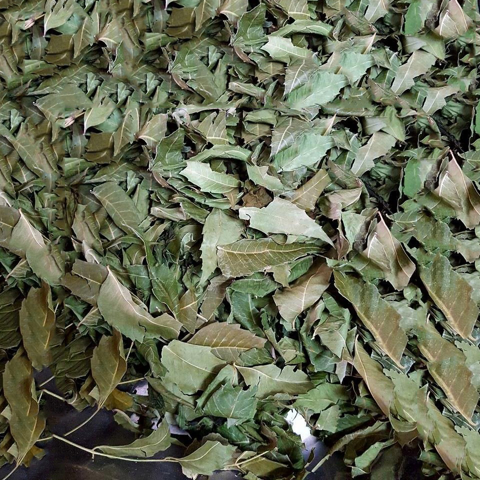 Lá neem Ấn Độ khô 500g - Thảo Dược Tấn Phát