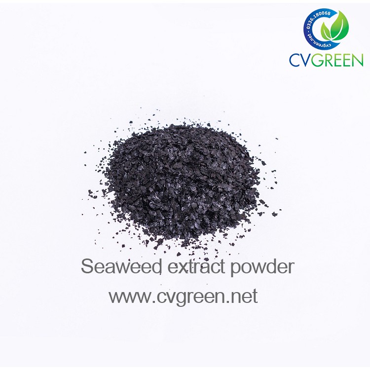 [HCM]Bột rong biển (Seaweed extract powder) dạng bột vảy tan 100% (gói 1kg)