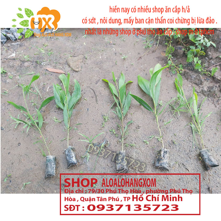 [HCM]combo 50 cây tràm lai cây giống