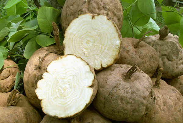 Sâm tố nữ khô