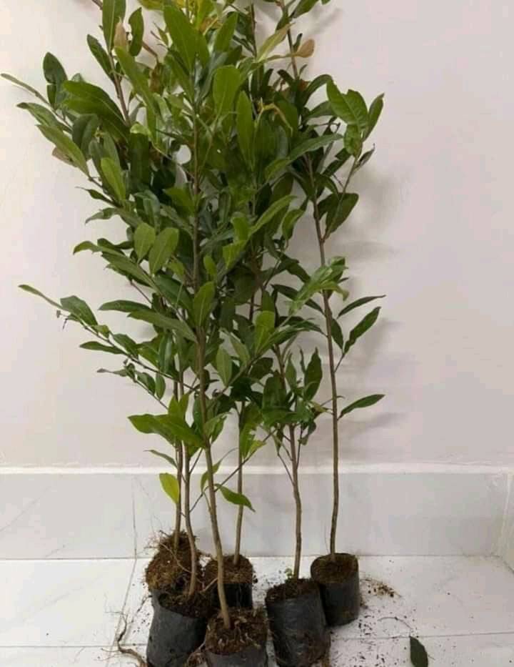 Hoa cúc mai 150 cánh_cây giống