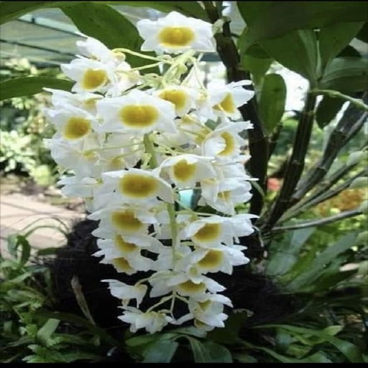 Hoa lan kiều vuông( cây đẹp,tết cho hoa)