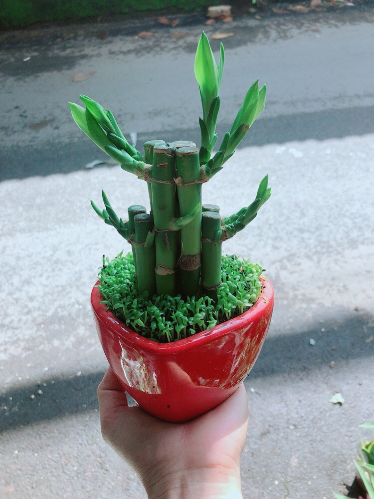 Chậu Trúc Phát Tài