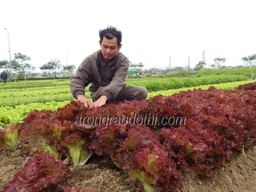 Hạt giống xà lách Romaine đỏ 2gr