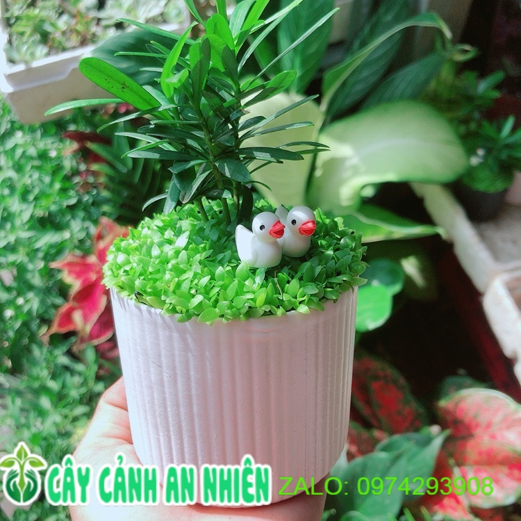 Chậu cây tùng vạn niên
