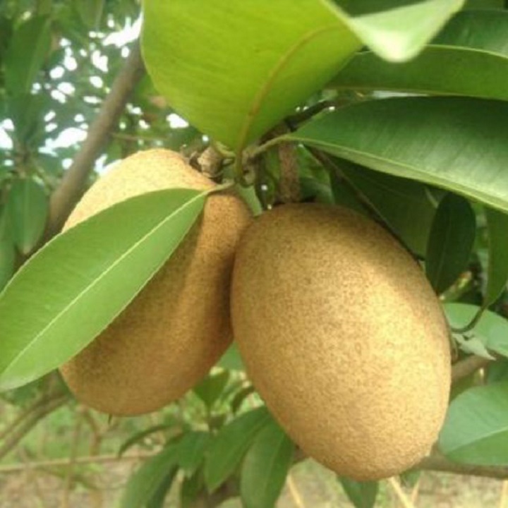 CÂY GIỐNG HỒNG XIÊM XOÀI QUẢ TO NHIỆT ĐỚI SIÊU NGON SIÊU QUẢ- CAM KÊT GIỐNG CHUẨN F1