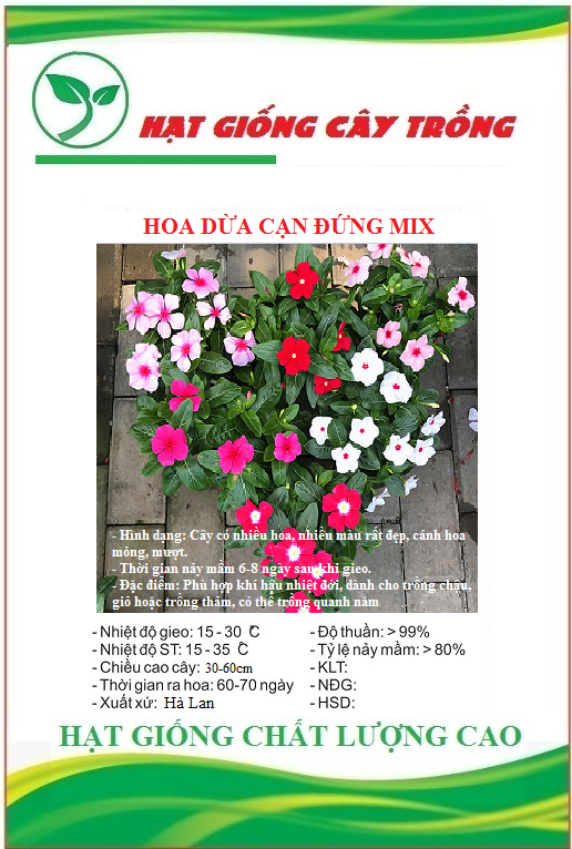 Hạt giống hoa dừa cạn đứng nhiều màu - gói 50 hạt