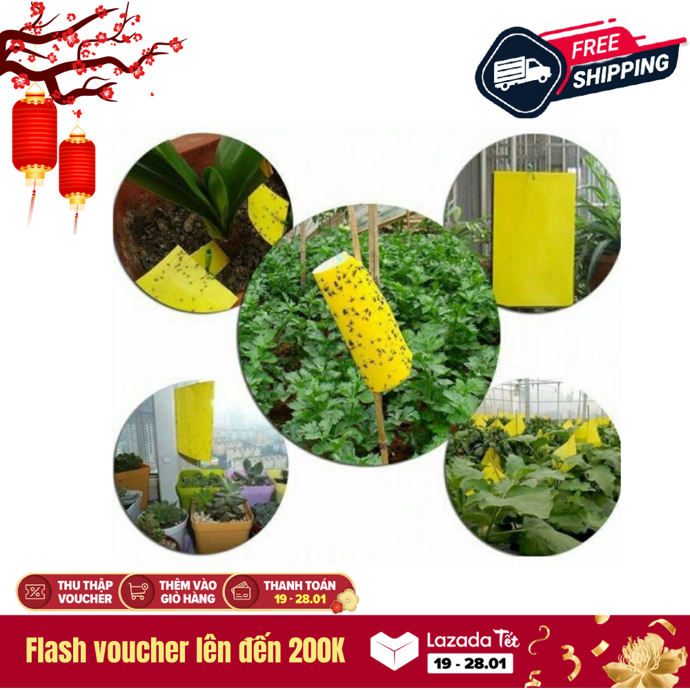 Set 50 miếng Miếng dán bẫy côn trùng, ruồi vàng Giấy dán bẫy côn trùng cơ bản hiệu quả trong sản xuất nông nghiệp sạch.    Tránh bị các loại côn trùng phá hoại làm ảnh hưởng đến chất lượng của cây