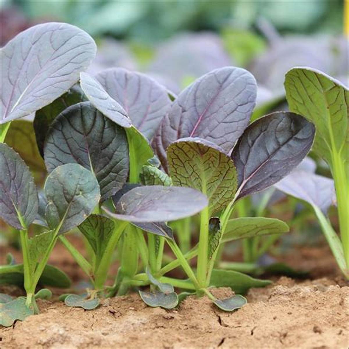 Hạt Giống Rau Cải Chip Đỏ (Gói 2Gram) - Dễ Trồng, Bội Thu