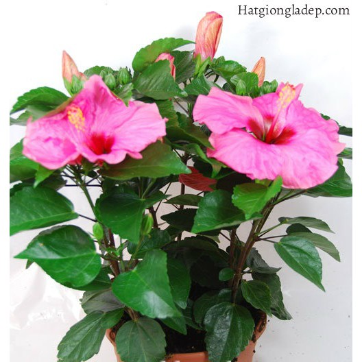 Hạt Giống Hoa Dâm Bụt Lùn - 5 Hạt