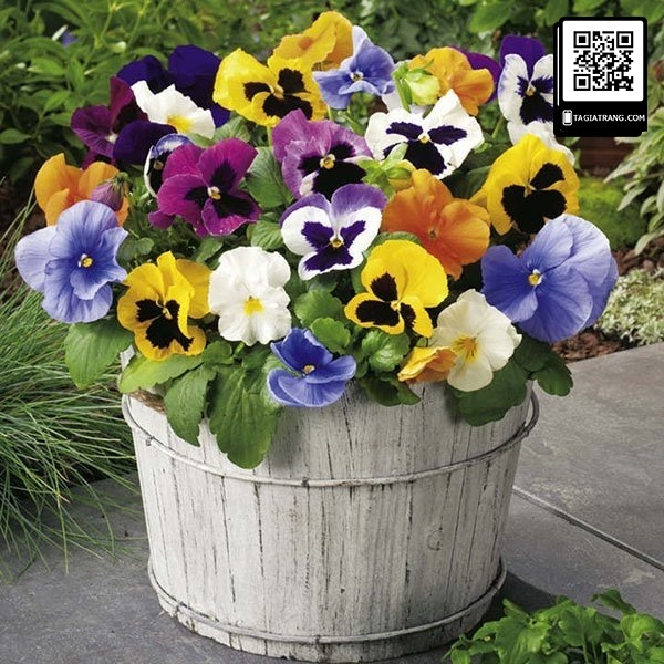 Hạt giống hoa pansy (hoa păng xê)