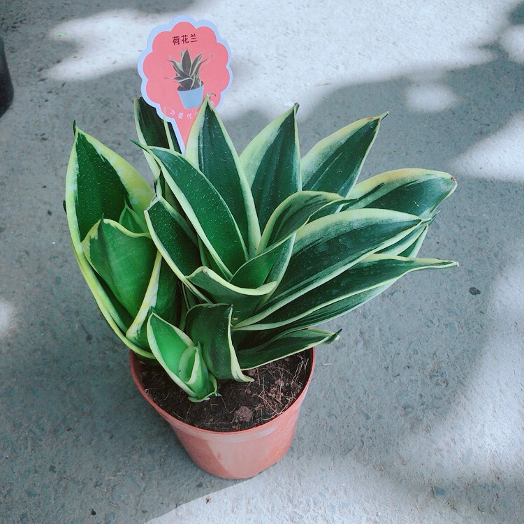 Chậu lưỡi hổ thái xanh