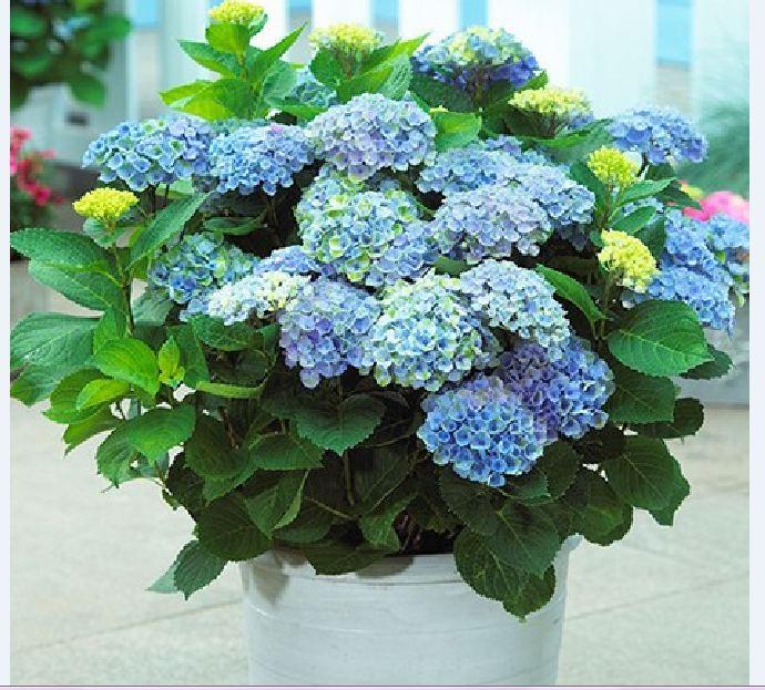 Hạt giống hoa Cẩm tú cầu mix nhiều màu - ( 1 gói 10 hạt )