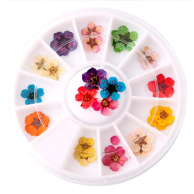 Khay 12 loai Hoa khô trang trí móng 3D