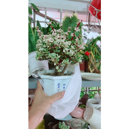 Cành Vàng Lá Ngọc Cổ Thụ