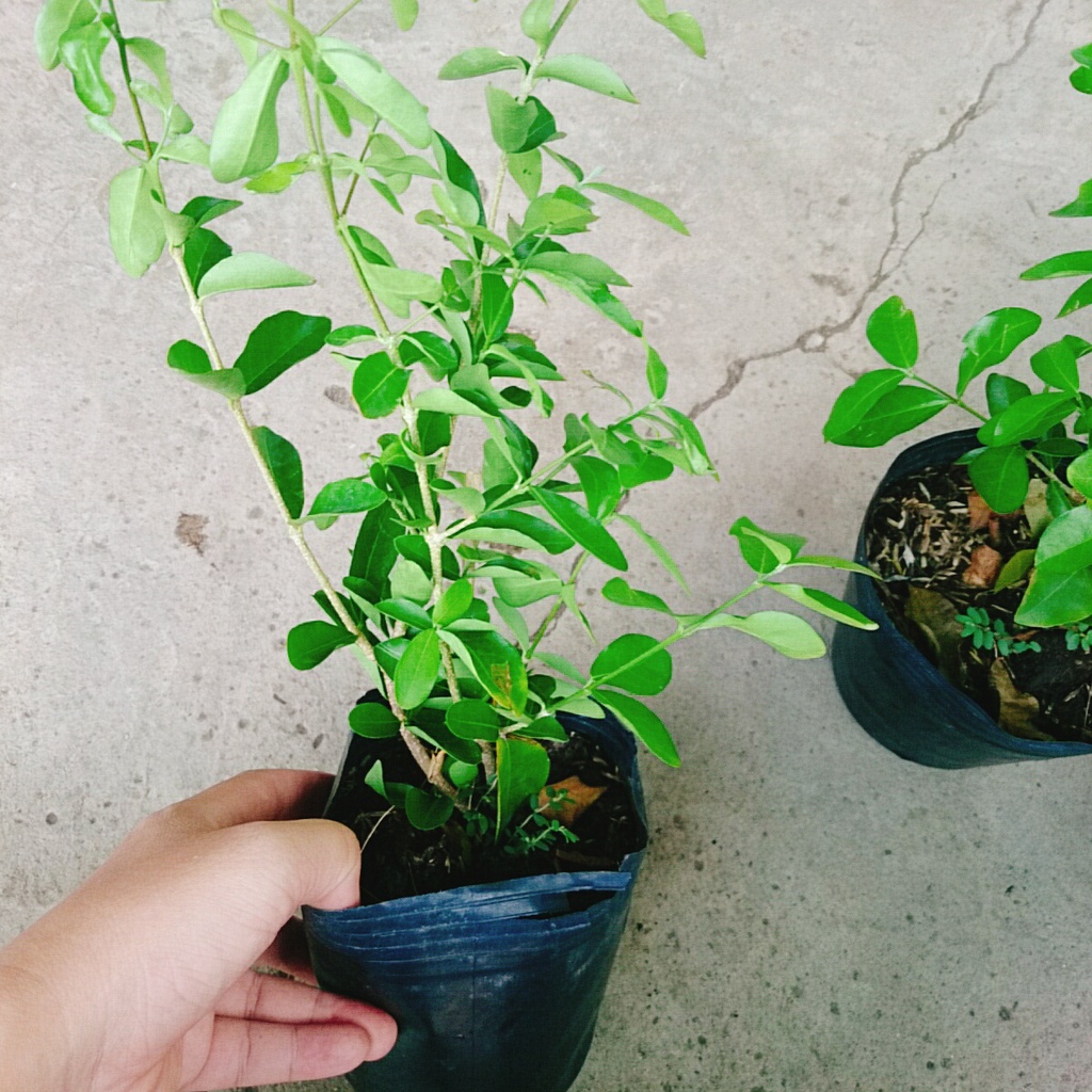 Cây sơ ri Thái ngọt , siêu trái - cây ăn quả