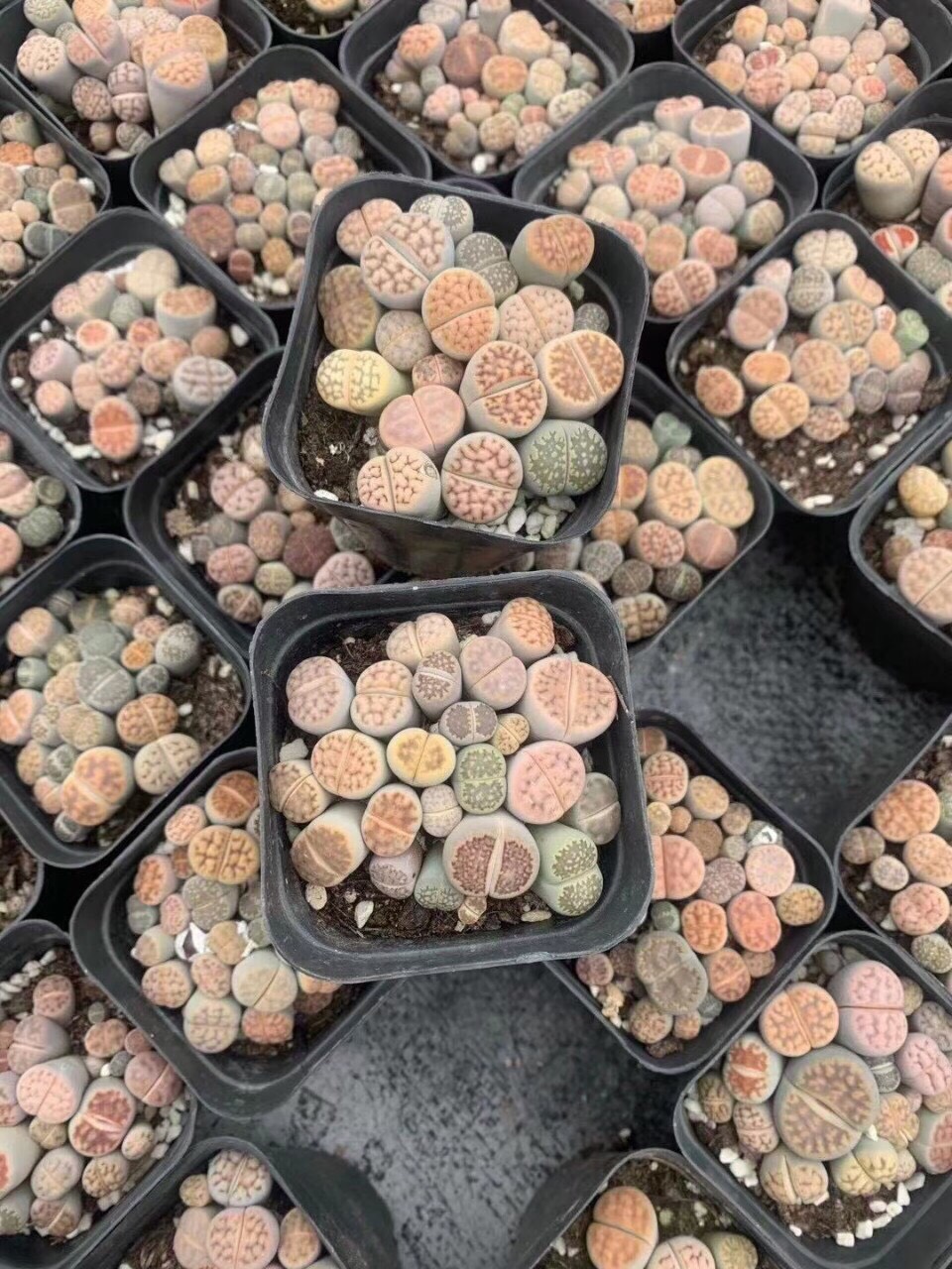 Chậu cây sen đá mông , lithops , thạch lan 1 năm tuổi
