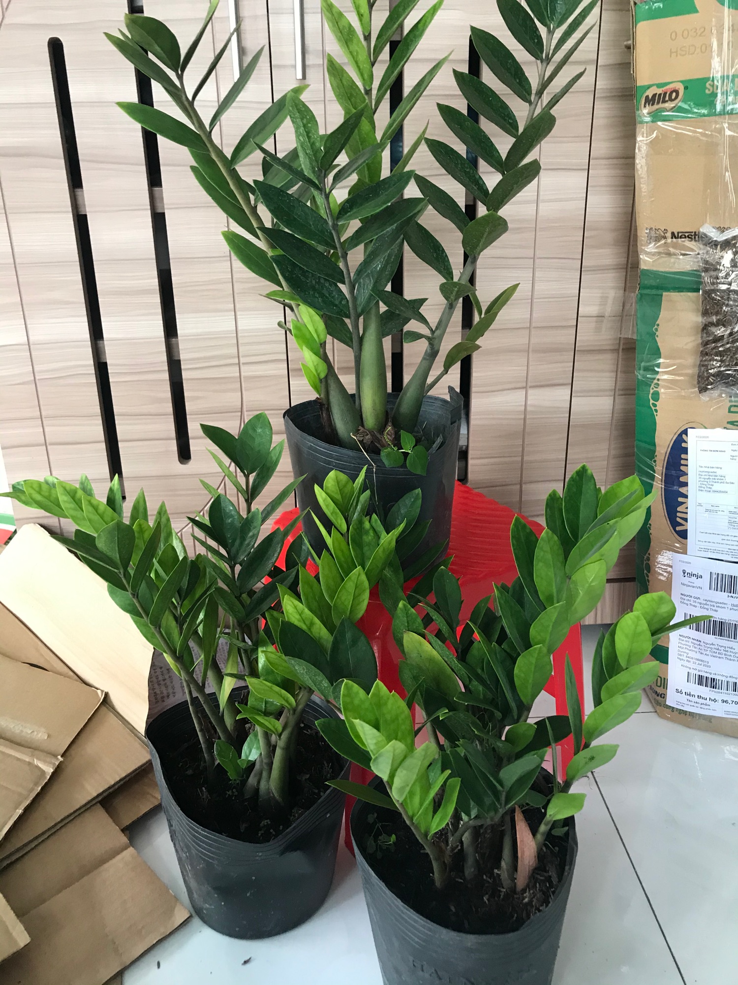 Combo tiết kiệm ( phú quý + kim tiền ) trang trí thịnh vượng Cây cảnh phong thủy
