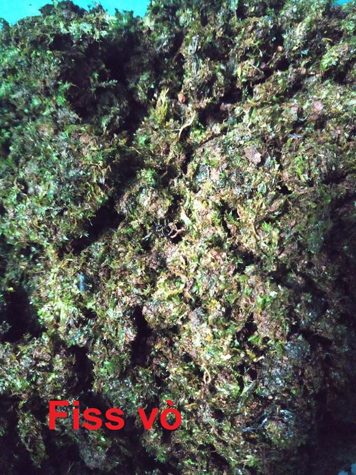 Rêu Minifiss Vò 100gram Rêu thủy sinh rêu bán cạn