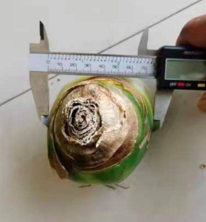Củ giống hoa thiên nga - 1 củ - VTNT