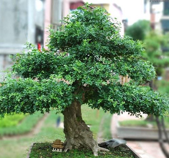 Cây nguyệt quế lá nhỏ giống cao 40 cm