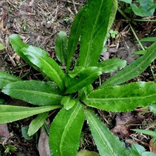 HẠT RAU NGÒ GAI - GÓI 3 GRAM