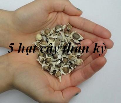 5 hạt cây thần kỳ