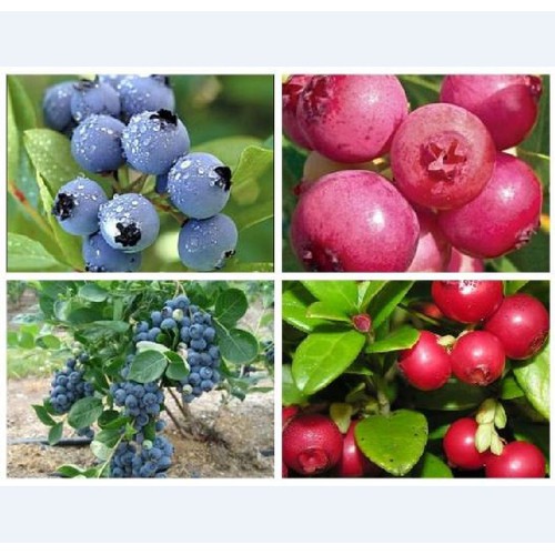 Bộ 2 gói hạt giống việt quất ( 1 việt quất đỏ + 1 gói việt quất xanh ) Kèm gói kích mầm